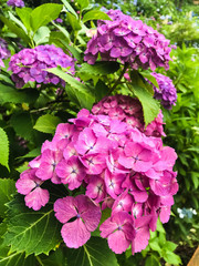 アジサイ　紫陽花　あじさい