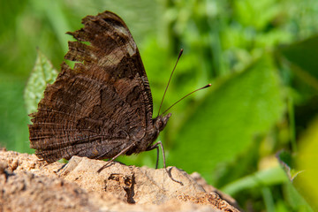 Peacock butterfly (inachis io) - on a yarrow.