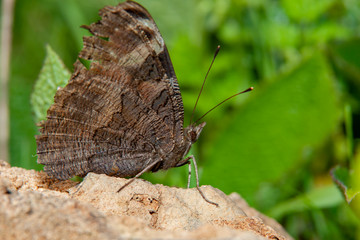 Peacock butterfly (inachis io) - on a yarrow.