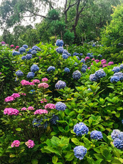アジサイ　紫陽花　あじさい