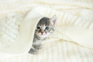cute gray cat kitten lies on a white plaid looking at the camera © Наталия Бражник