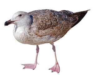 White and grey seagull