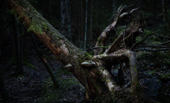 Fallen tree with roots in a natural wilderness forest