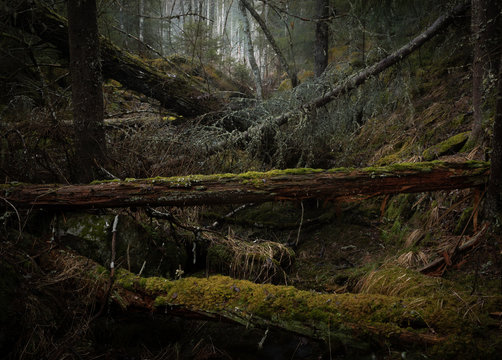 Fallen old tree trunks in a natural nordic forest