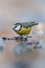 The Eurasian Blue Tit, Cyanistes caeruleus is sitting in color environment of wildlife, on the frozen water