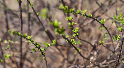Spring background with growing branch and green leaf in garden. Stock photo.
