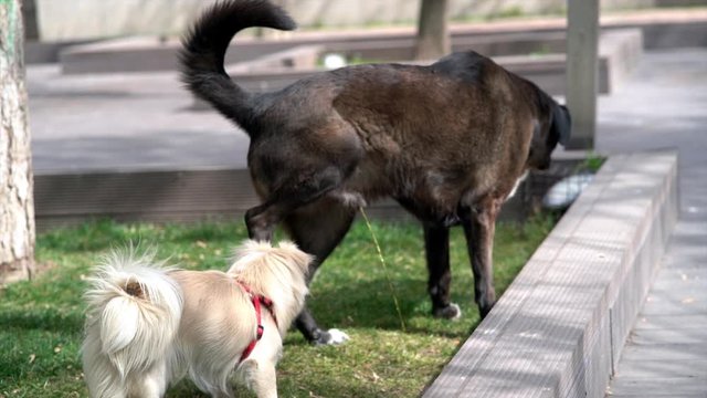 slow motion dog peeing in the park