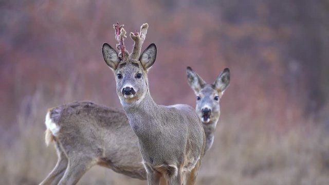 Roebuck and roe deer