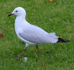 Seagull foraging for food in a Melbourne Park