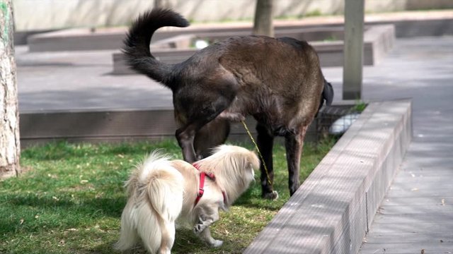 loop of dog peeing in the park in slow motion