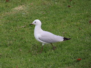 Seagull foraging for food in a Melbourne Park