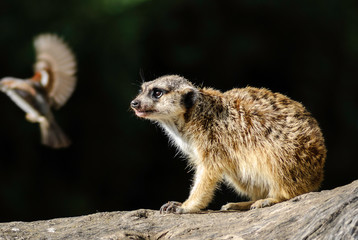 Meerkat and bird