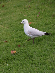 Seagull foraging for food in a Melbourne Park