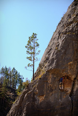 Lonely tree on the hillside