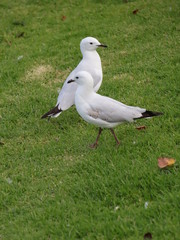 Seagull foraging for food in a Melbourne Park
