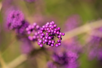 Chinesische Liebesperlen in Close Up
