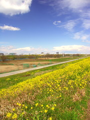 菜の花咲く江戸川土手と春の河川敷風景