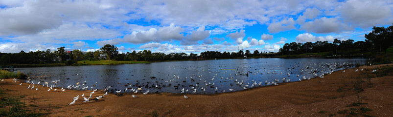 Panoramic view of a lake a park in broadmeadows Melbourne Victoria surrounded by lush green trees on a partly sunny blue sky with fluffy white and grey clouds