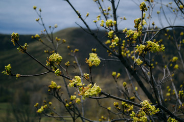 yellow flowers on tree in spring
