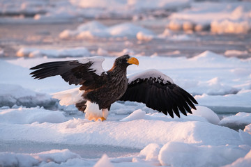 The Steller's sea eagle, Haliaeetus pelagicus  The bird is perched on the iceberg in the sea during winter Japan Hokkaido Wildlife scene from Asia nature. came from Kamtchatka..
