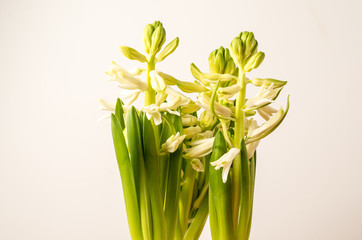 Close up of three delicate white Hyacinth or Hyacinthus flowers in full bloom in a garden pot isolated on dark blue studio background photographed with soft focus