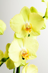 Close up of delicate vivid yellow Phalaenopsis orchid flowers in full bloom isolated on white studio background photographed with soft focus