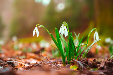 Beautiful white snowdrop flowers growing in the forest