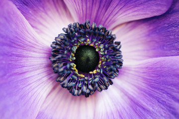 Vintages Bild der Nahaufnahme der schönen purpurroten Blume. Floristische Dekoration. Floraler abstrakter Hintergrund. Natürliche Blumentapete oder Grußkarte. Makroansicht