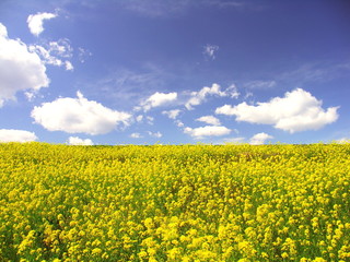 青空と満開の菜の花咲く春の江戸川土手風景