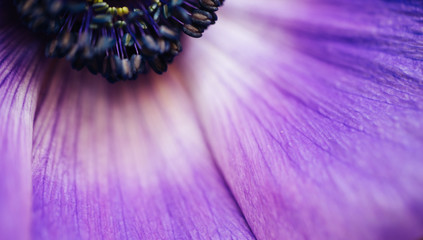 Closeup vintage image of beautiful purple flower. Floristic decoration. Floral abstact background....