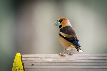 Haw-finch bird (Coccothraustes coccothraustes) sitting on a wood, dlask tlustozobý