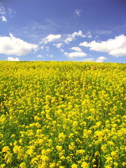 Obraz premium 青空と満開の菜の花咲く春の江戸川土手風景