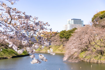 Fototapeta premium 千鳥ヶ淵の桜