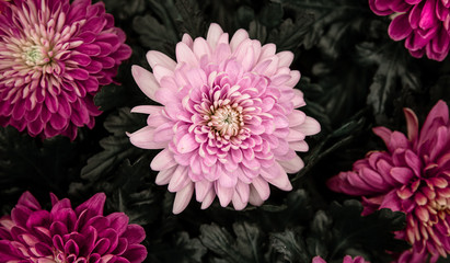 Bright background with lots of chrysanthemum flower texture .