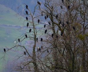 Kormorane am Schlafplatz 