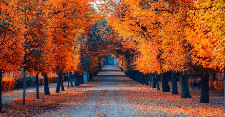 Foto op Plexiglas Warm oranje kleurrijke herfst steegje