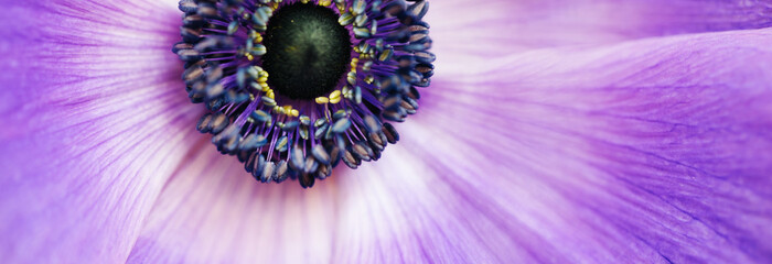 Closeup vintage image of beautiful purple flower. Floristic decoration. Floral abstact background....