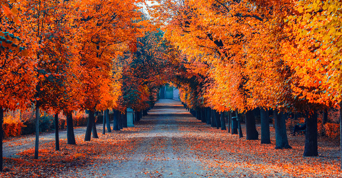 colorful autumn alley © babaroga