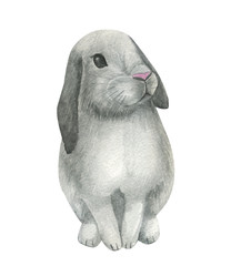 Watercolor Easter card. Watercolor Easter  bunny  isolated on white background. Perfect for card making and Easter invitation