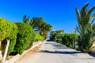 Green palm trees along the road to the beach