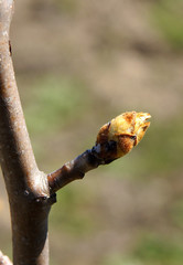 Pear tree branches with buds
