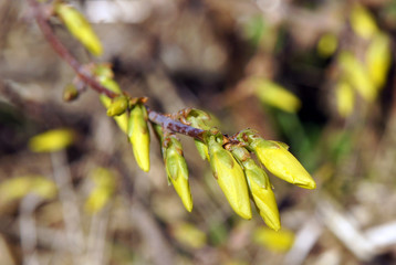 Forsythia branches with buds