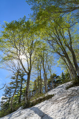 Obraz premium 会津駒ヶ岳のブナの新緑