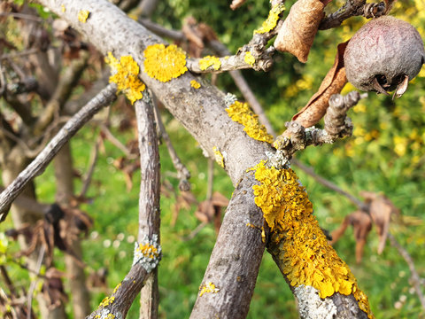 Apfelkrankheiten Bilder:  A Fun and Educational Drawing Adventure!