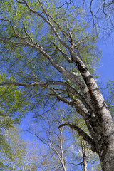 会津駒ヶ岳のブナの新緑