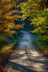 Sunlight Through Autumn Trees on an Old Country Road - 332150534