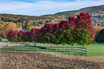 Red and Green Norway Maple Trees and Wood Fence - 332150537