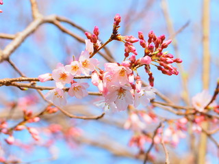 淡墨桜