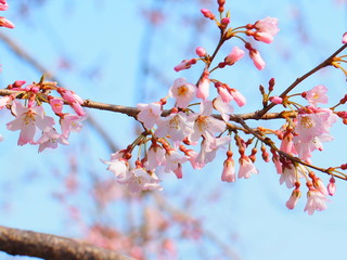 淡墨桜