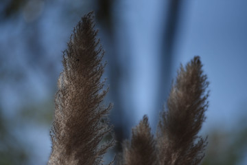 Close-up of long grass moving in wind. meadow reed background